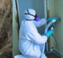 mold removal service phoenix